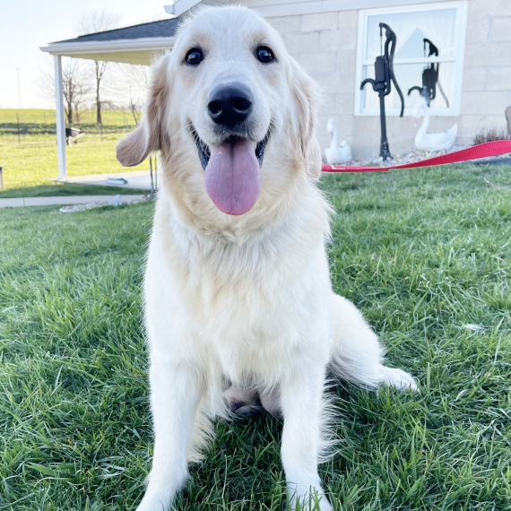 Golden Retriever