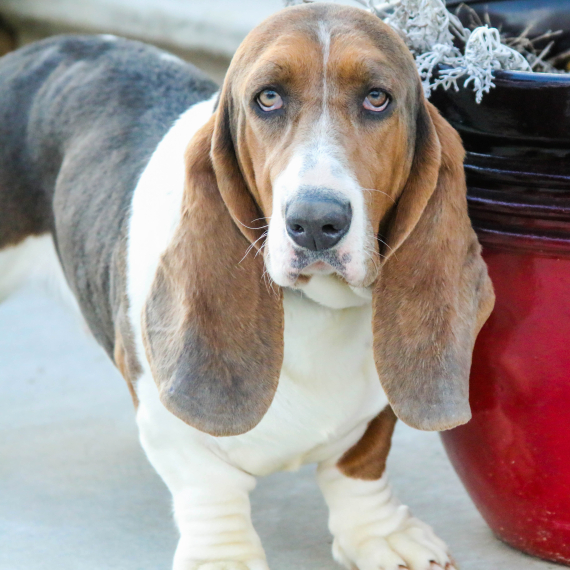 Basset Hound