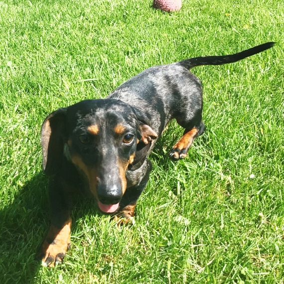 Dachshund
