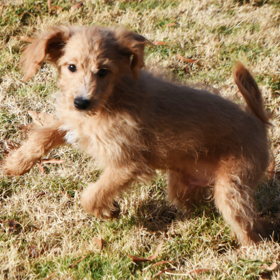 Goldendoodle