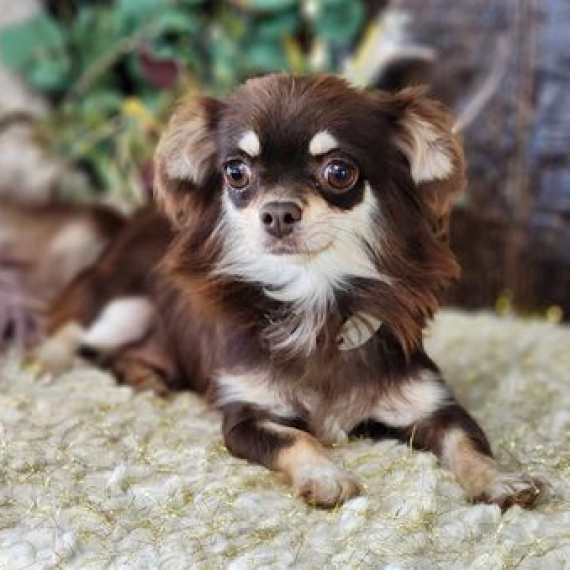 Amy Chihuahua Puppy
