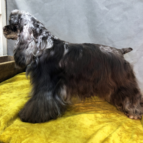 Cocker Spaniel