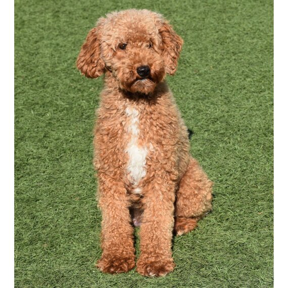 Poodle