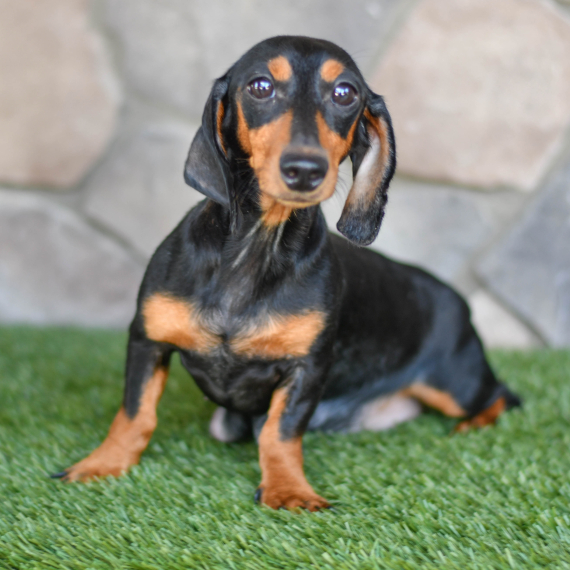 Dachshund