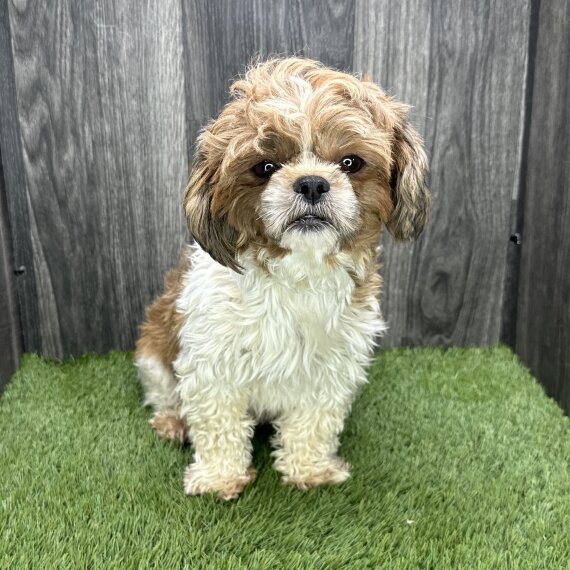 Shih Tzu
