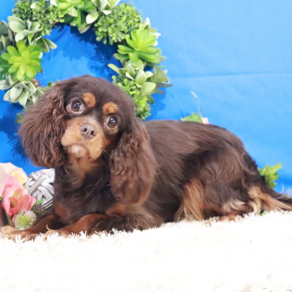 Cavalier King Charles Spaniel