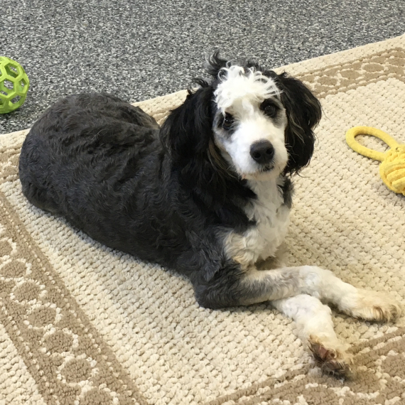 Bernedoodle