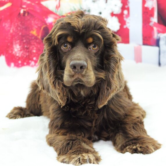 Cocker Spaniel
