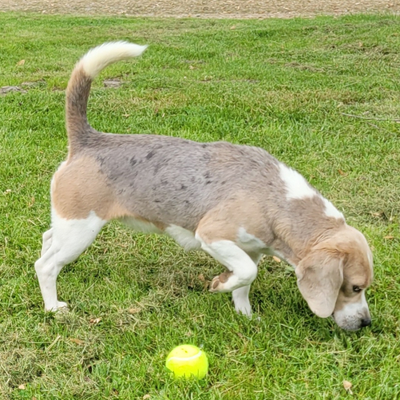 Beagle