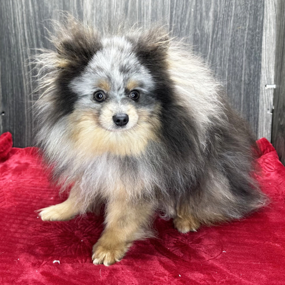 Pomeranian