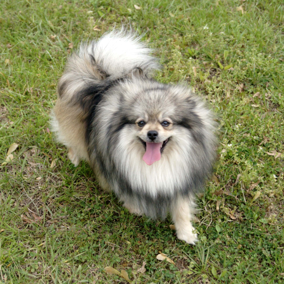 Pomeranian
