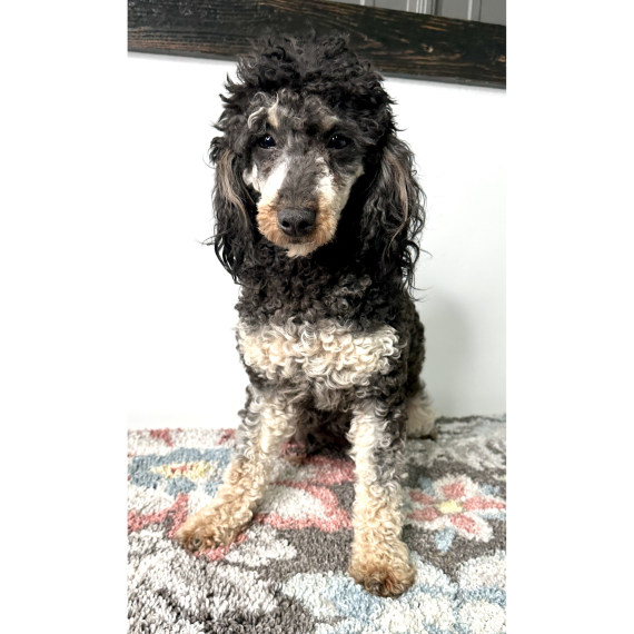 Poodle