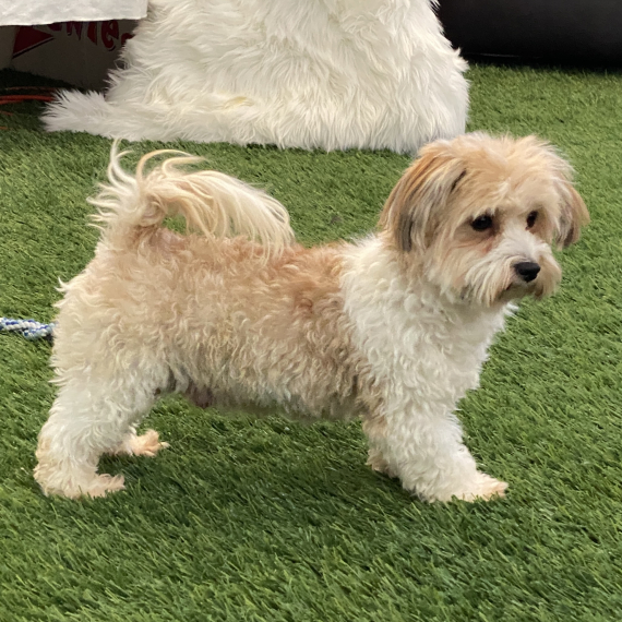 Havanese