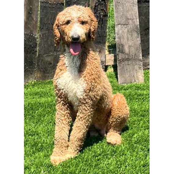 Poodle