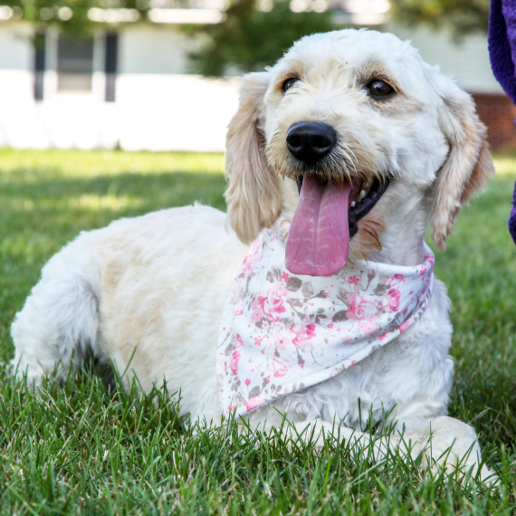 Goldendoodle