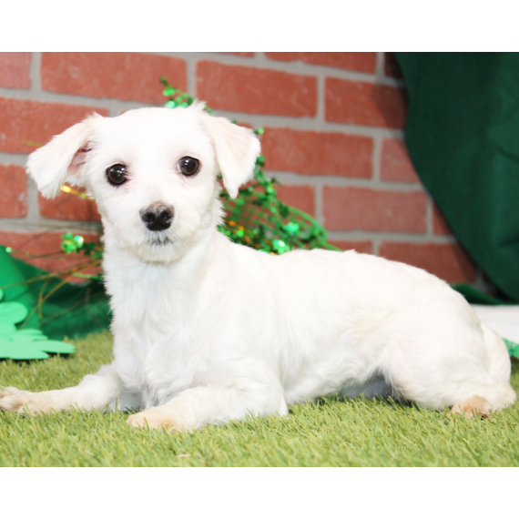 Maltese