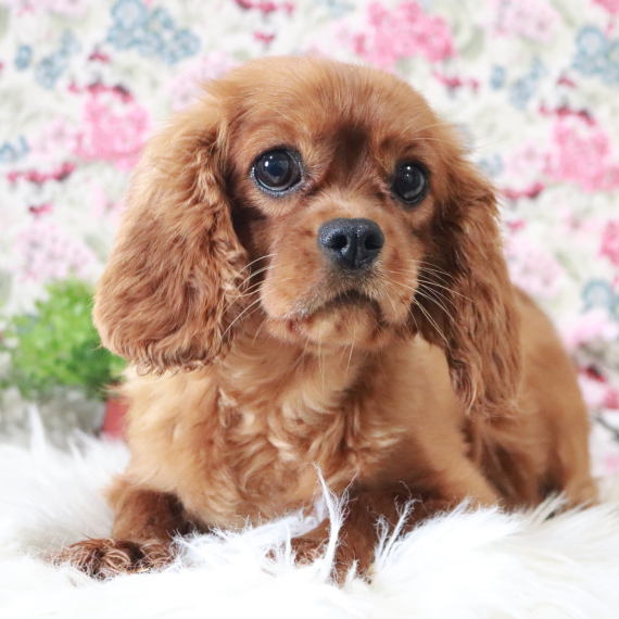 Cavalier King Charles Spaniel