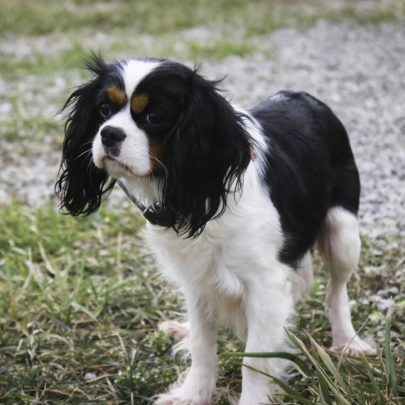 Cavalier King Charles Spaniel