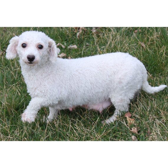 Bichon Frise