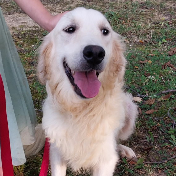 Golden Retriever