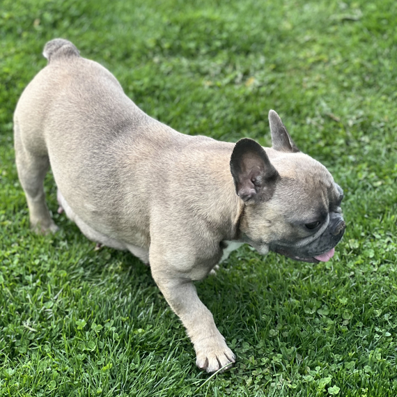 French Bulldog