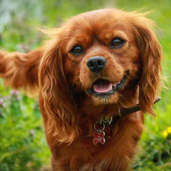 Cavalier King Charles Spaniel