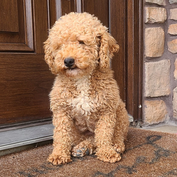 Poodle