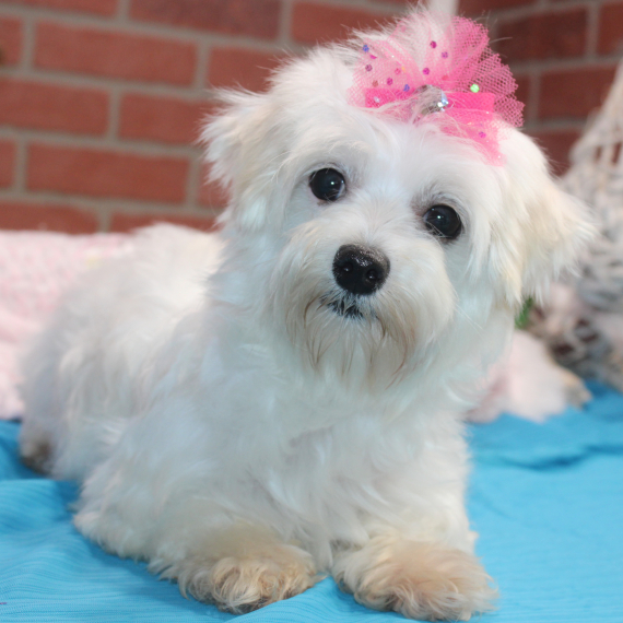 Maltese