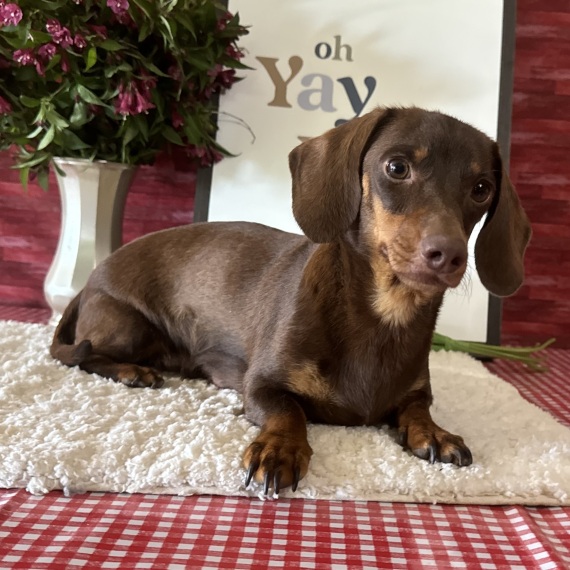Dachshund