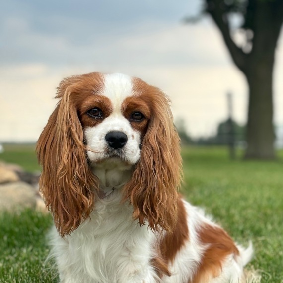 Cavalier King Charles Spaniel