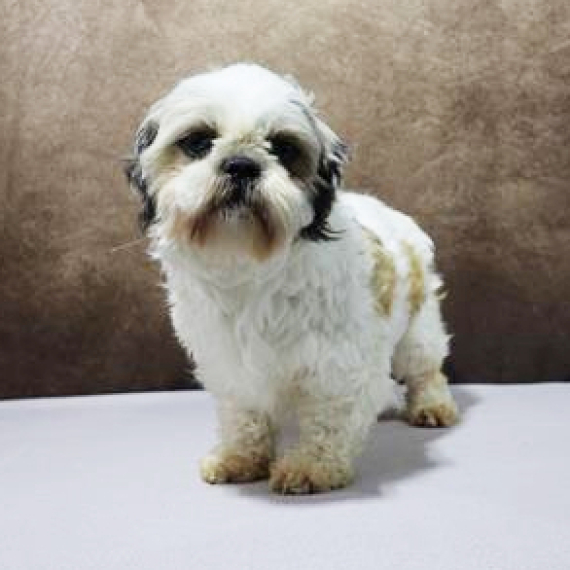 Shih Tzu