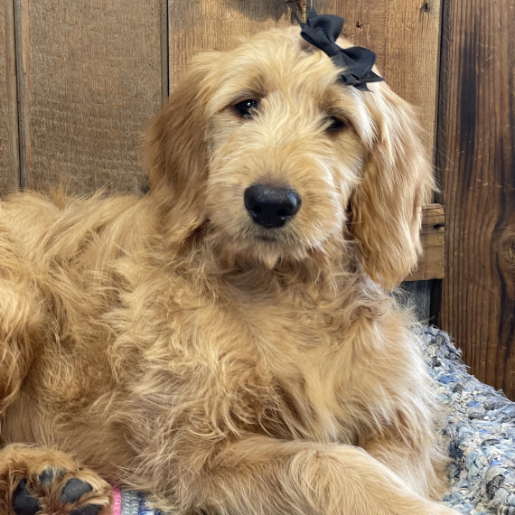 Goldendoodle