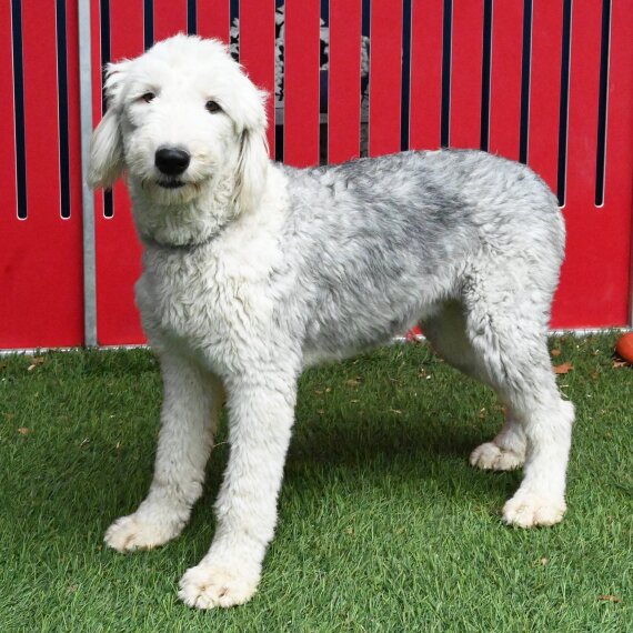 Old English Sheepdog
