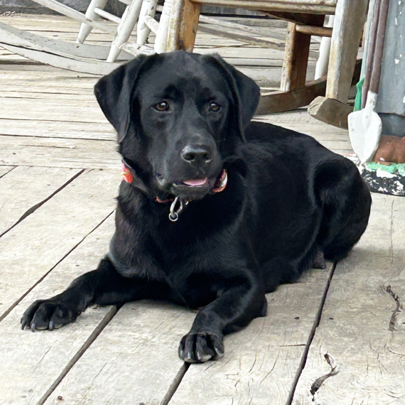 Labrador Retriever