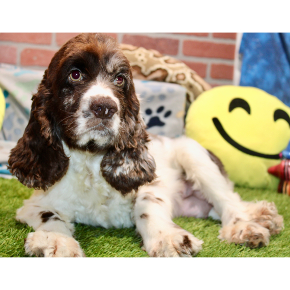 Cocker Spaniel