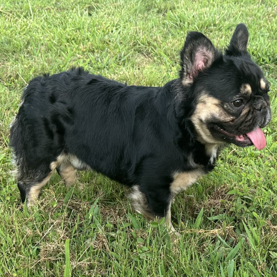 French Bulldog