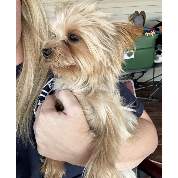 Yorkshire Terrier