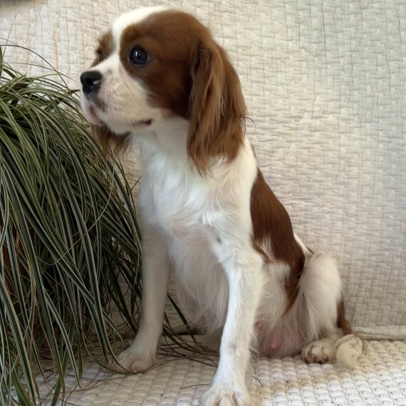 Cavalier King Charles Spaniel