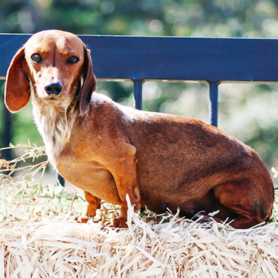 Dachshund
