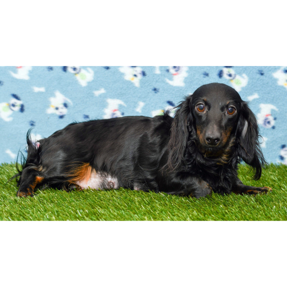 Dachshund