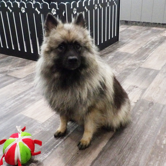 Keeshond