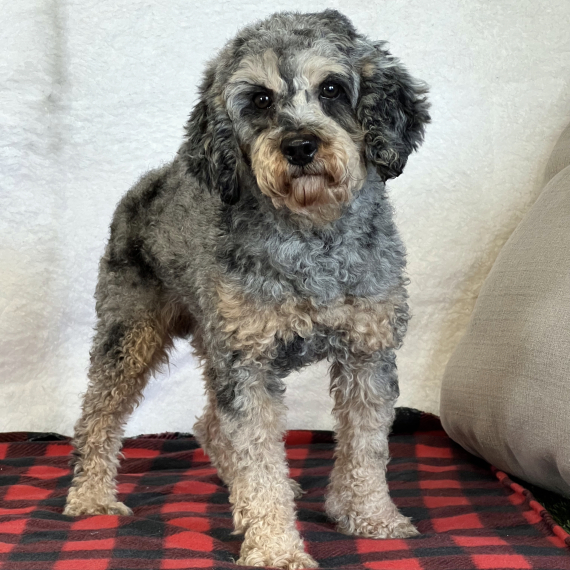 Poodle