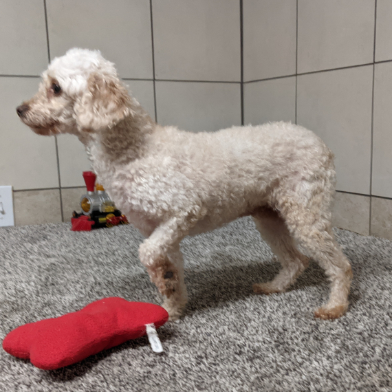 Poodle