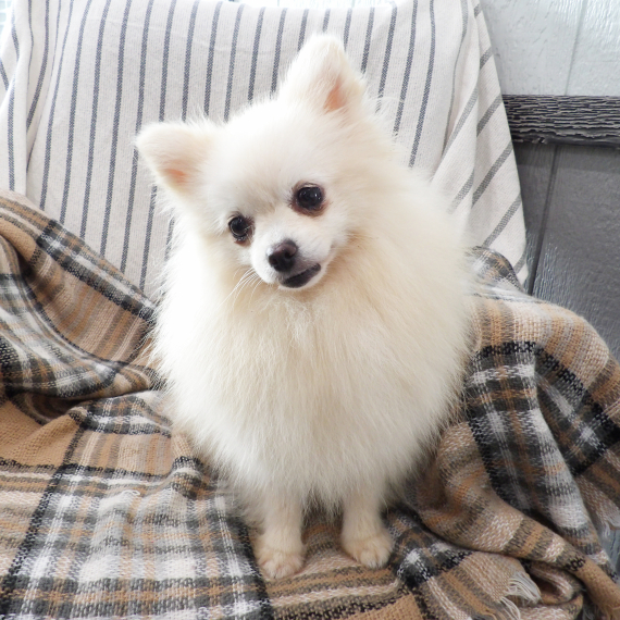 Pomeranian