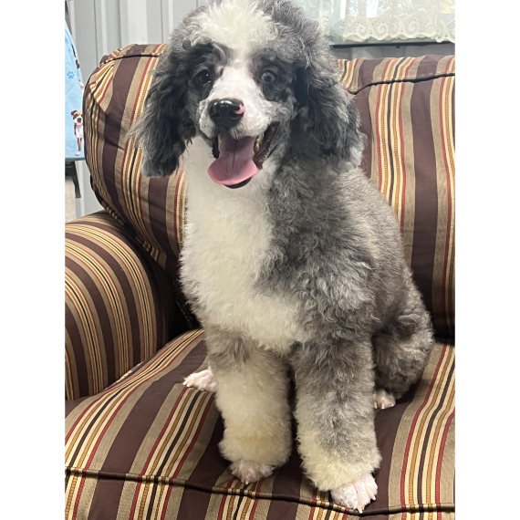 Poodle