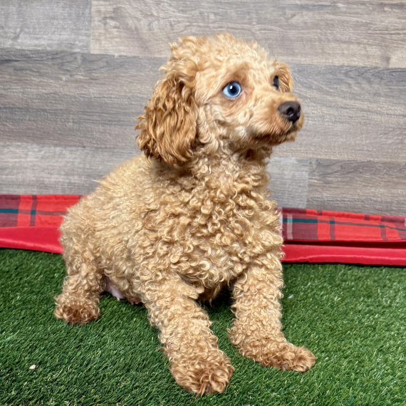 Poodle