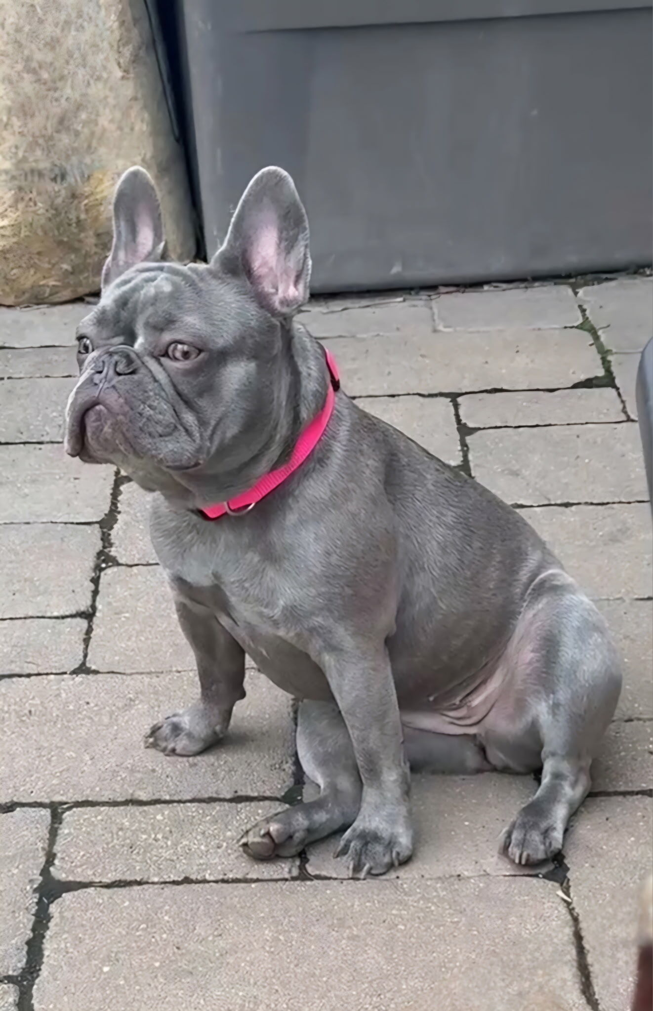 French Bulldog
