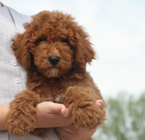 charlie goldendoodle
