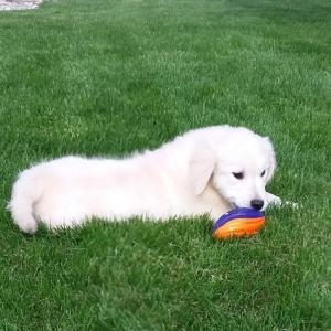 Leo A English Cream Male Golden Retriever Puppy 594666 Puppyspot