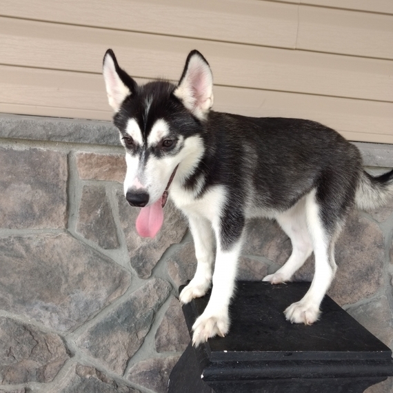 Isabella A Black White Female Siberian Husky Puppy 595376 Puppyspot